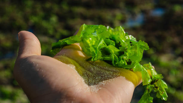 Sea Moss