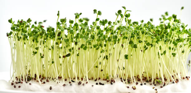 Broccoli Sprouts